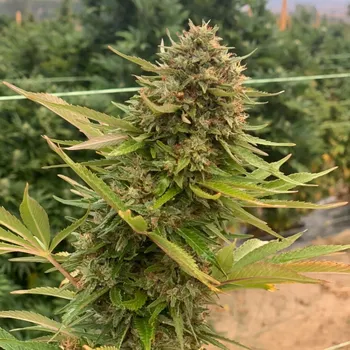 Semeno FEMINIZOVANÁ SEMENA CBD AUTOMAT MIDWEST CERTIFIKOVANÁ 3 KS