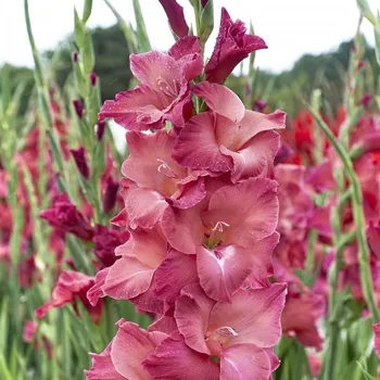 Cibulovina Mečík Indian Summer 5 ks