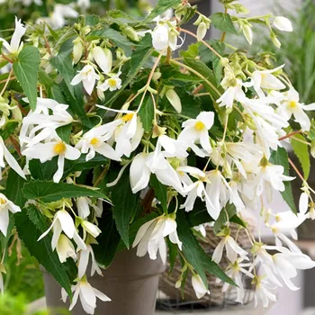 Cibulovina Begónie boliviensis Santa Barbara C 1 kus