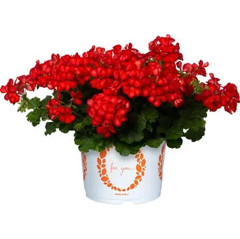 Semeno Lukon Glads Pelargonium Grand Idols Glory Days RED ORANGE BICOLOR - muškát