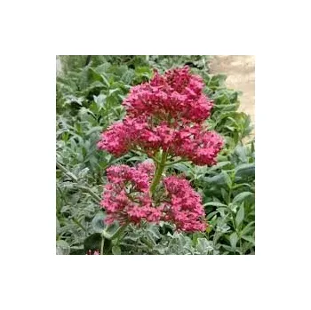 Mavuň Centranthus Rubel 3114