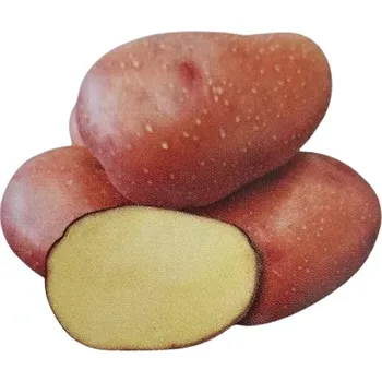 Semeno Rosara sadbové brambory červené velmi rané 5 kg