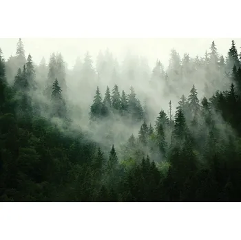 Fototapeta Fototapeta les v mlze stromy do ložnice obýváku tapeta na zeď 512x318