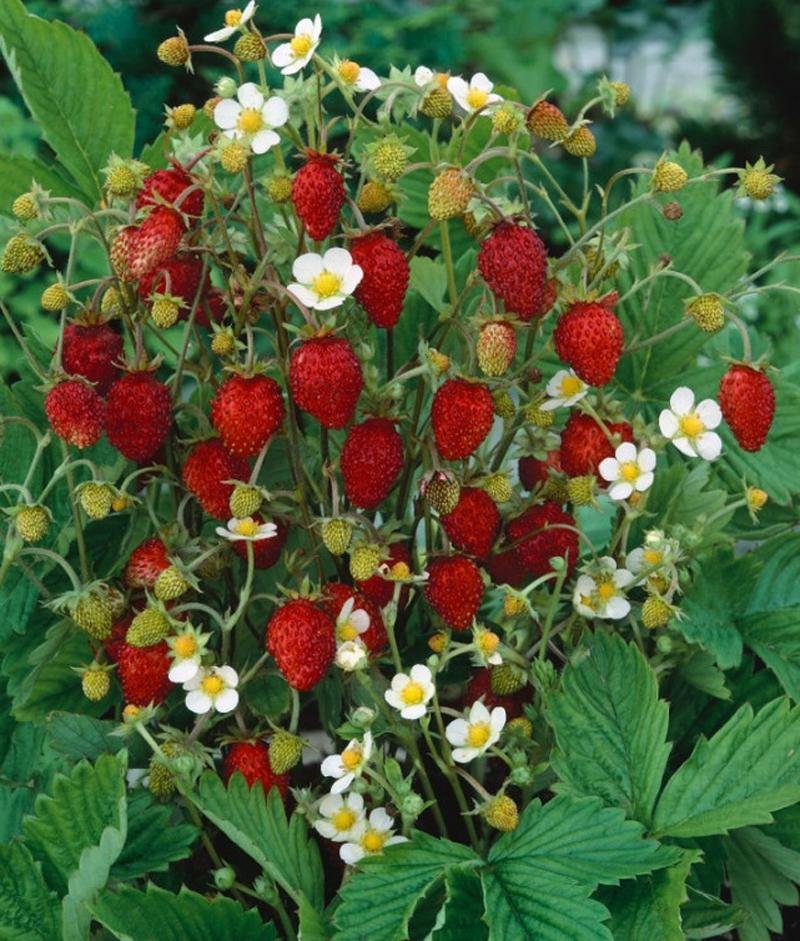 JAHODNÍK MĚSÍČNÍ 3 ks - RUJANA