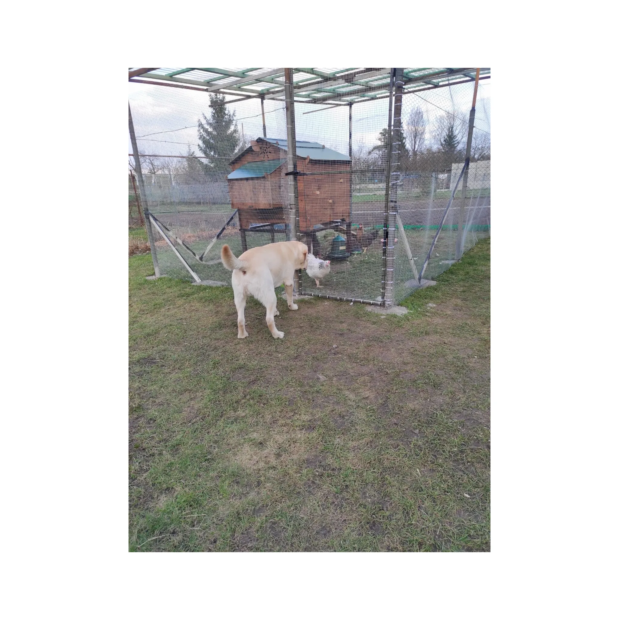 Fotografie 3 - Kurník Cucciolotta Polly Chalet 2XL 141 x 124 x 100 cm