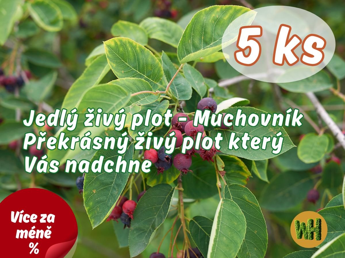 WonderHedge Muchovník Lamarckův - jedlý živý plot - 5 Ks v balení