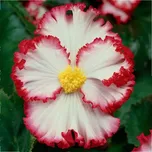 Begonie Marginata bílá Begonia Crispa 2…