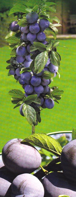 Sloupová slivoň Imperial