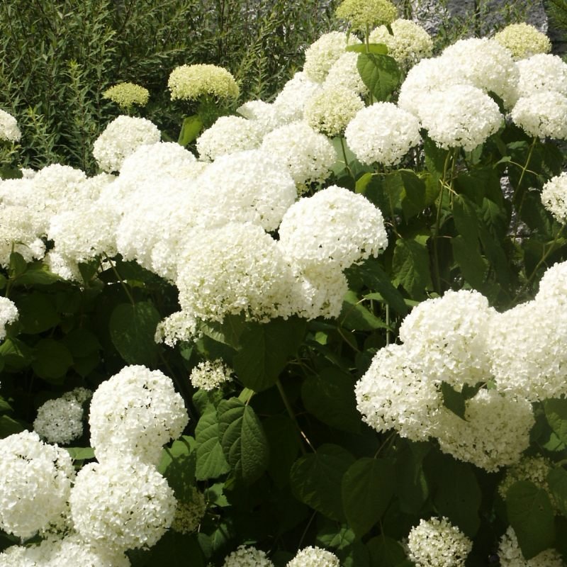Hydrangea arborescens Annabelle (syn. Bounty) Velikost kontejneru: 2 L, Velikost sazenice: 15/20 cm hortenzie stromkovitá