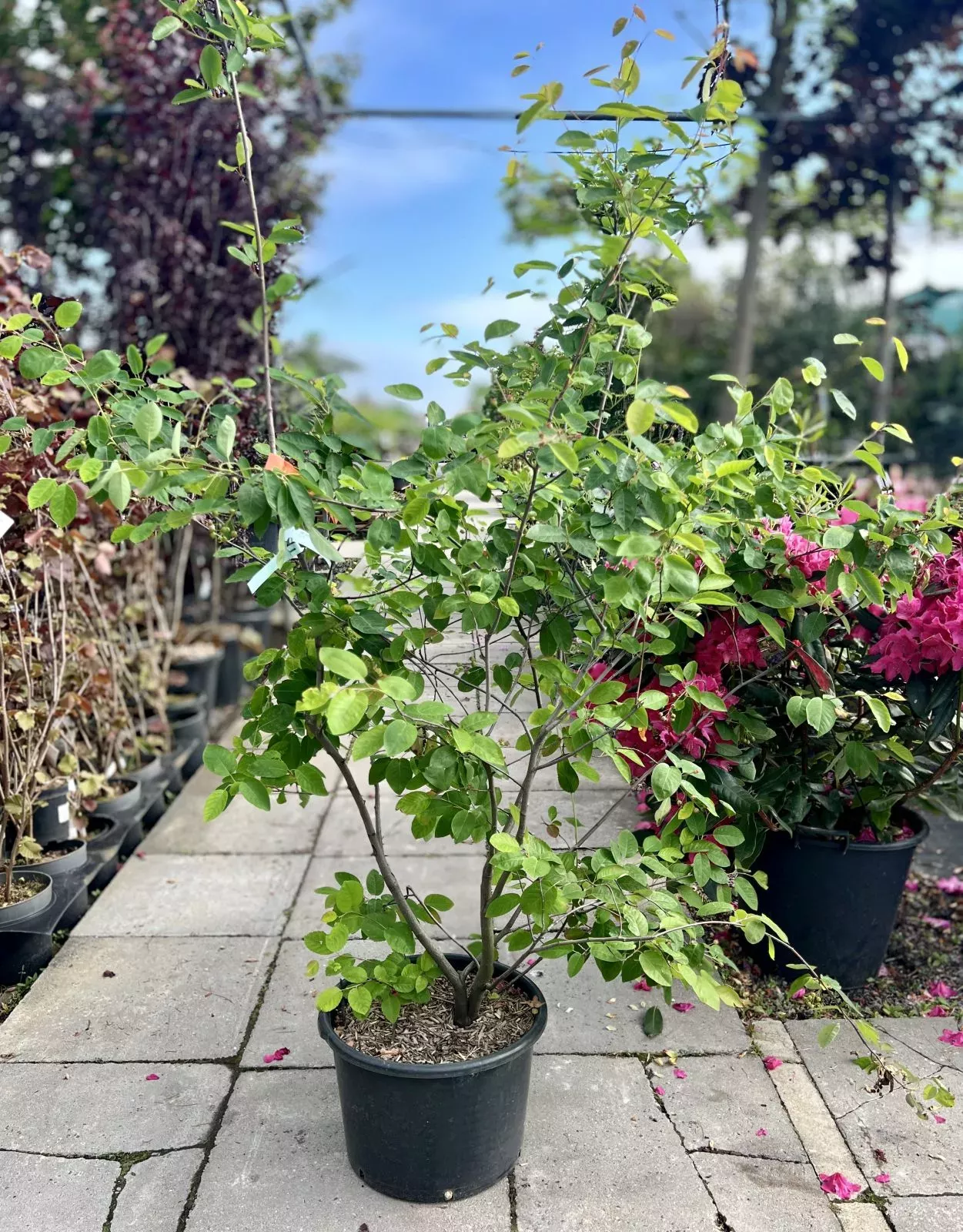 Muchovník lamarckův, výška 100-120cm, kontejner