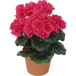 Muškát fuchsie v květináči 10-0154/FU…