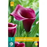 JUB Holland Kala Zantedeschia Durban 1…