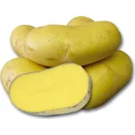 Sadbové brambory Sunshine žluté velmi…