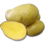 Sadbové brambory Princess žluté rané 20…