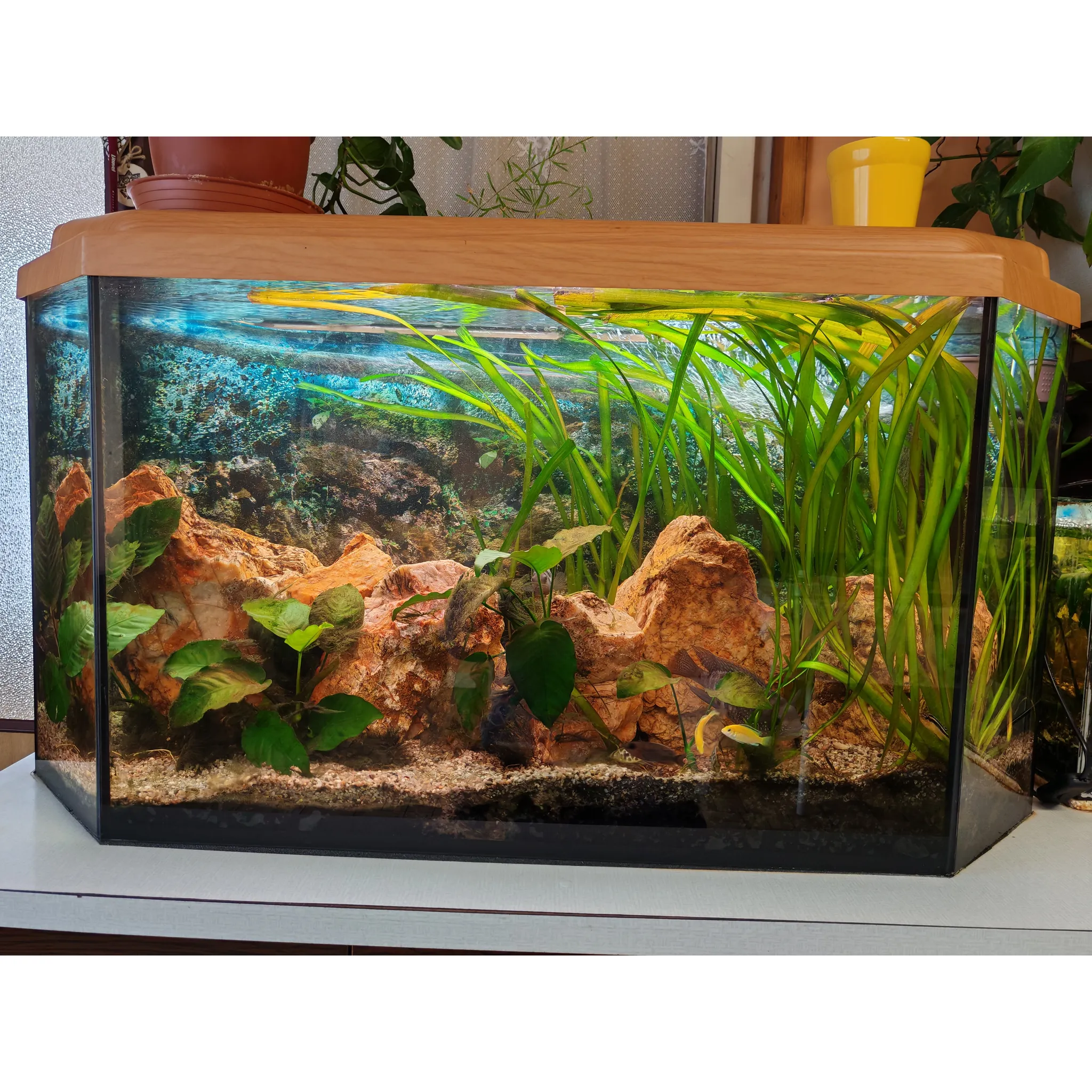 Fotografie 3 - Osvětlení do akvária Aqua Nova T8 Plant White 30 W