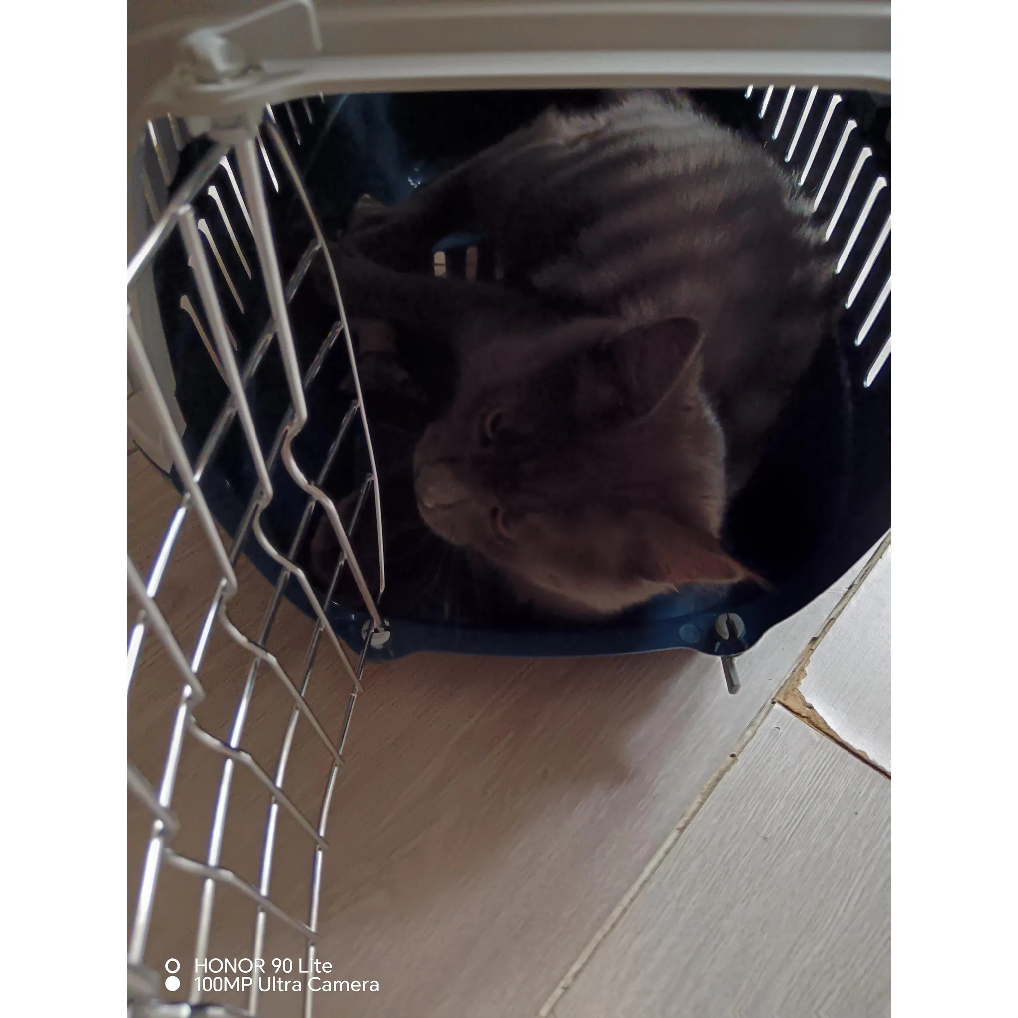Fotografie 2 - Přepravka pro zvíře Dog Fantasy Carrier 58 x 35 x 37 cm modrá