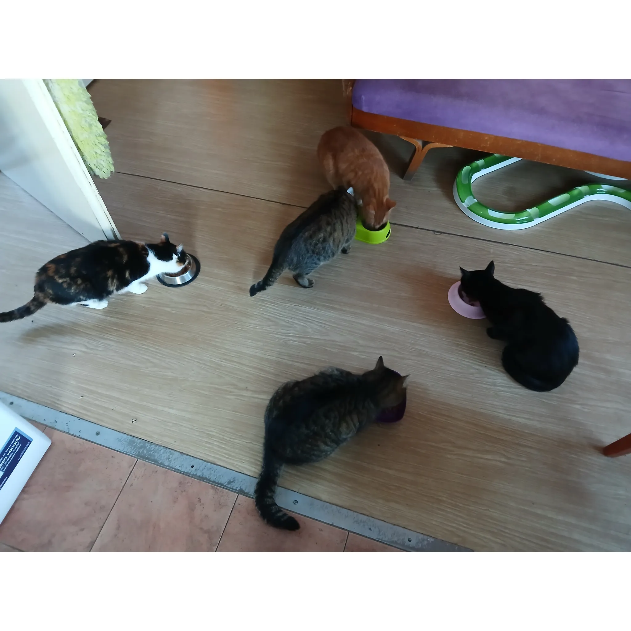 Fotografie 7 - Krmivo pro kočku Purina Felix Fantastic Adult kapsička hovězí/kuřecí/tuňák/losos 44x 85 g
