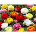 Pryskyřník asijský 720902 mix barev 20…