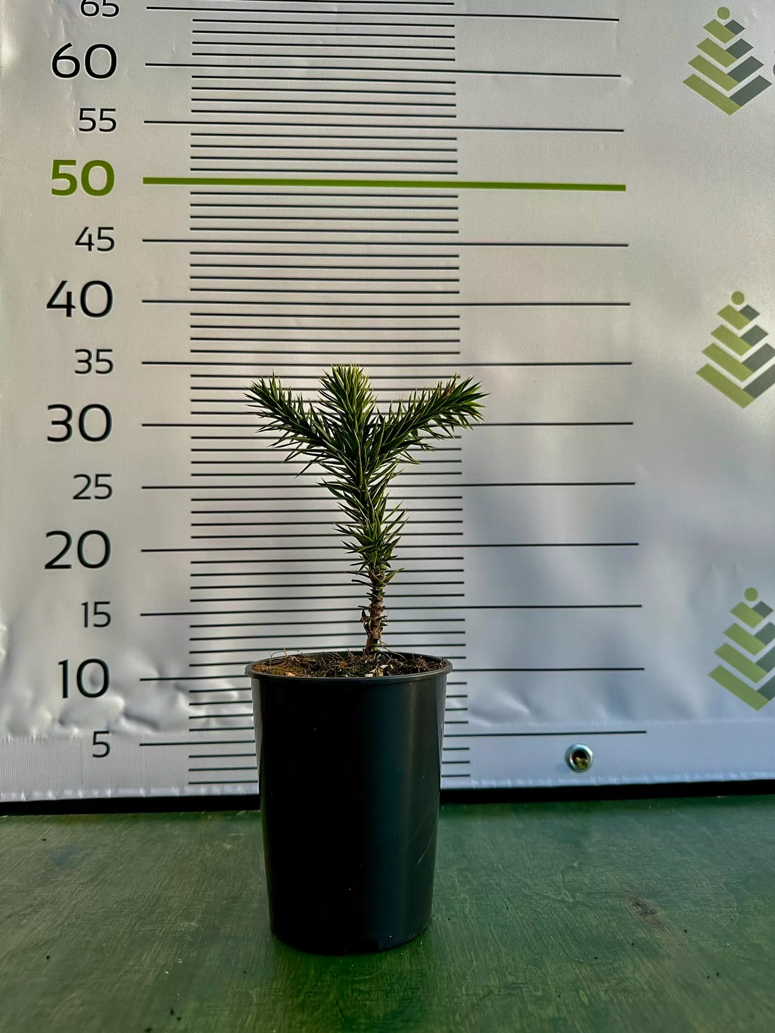 Araucaria araucana - Blahočet čilský 15–20 cm (P9 či 1 l kontejner), Reg. č.: CZ-2797