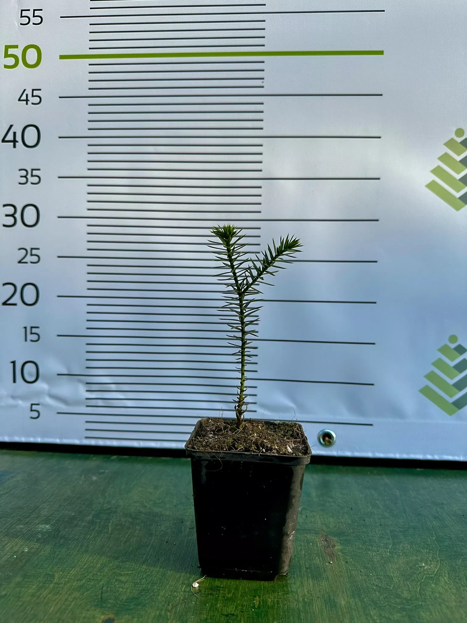 Araucaria.cz Araucaria araucana - Blahočet čilský - semenáčky - 1 rok (P9 kontejner), Reg. č.: CZ-2797