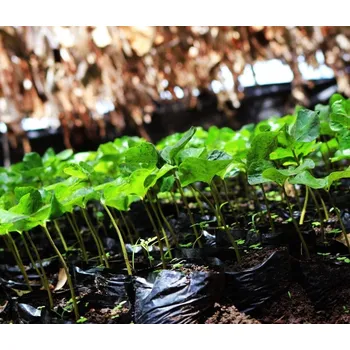 Káva Peru Finca Churupampa | Espresso - 250 g