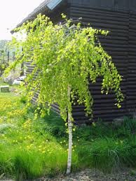 Bříza převislá (Betula pendula) Pořizovací velikost: 150 cm, Dorůstá až: 350 cm