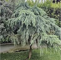 Cedr himálajský převislý (Cedrus deodara) Pořizovací velikost: 80 cm, Dorůstá až: 500 cm