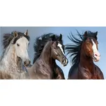 Carbotex • Bavlněná plážová osuška Divocí koně - 100% bavlna s gramáží 350 g/m², rozměr 70 × 140 cm