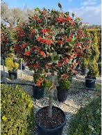 Cesmína obecná na kmínku NELLIE R.STEVENS (Ilex aquifolium) Pořizovací velikost: 120 cm