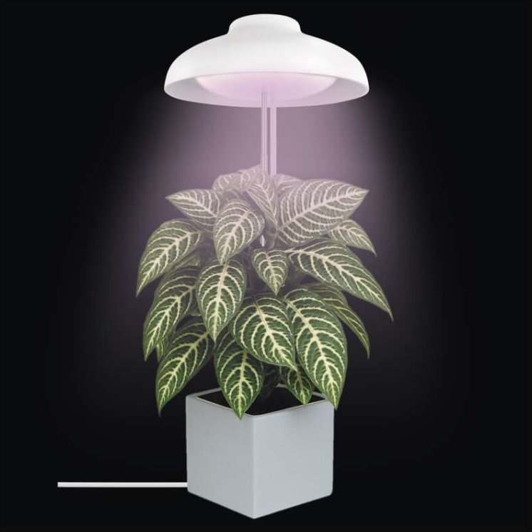 EMOS LED GROW pěstební lampa 5 W, časovač, bílá 1538900010