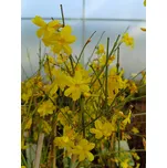 Jasmín nahokvětý 40-60 cm, Ko1l