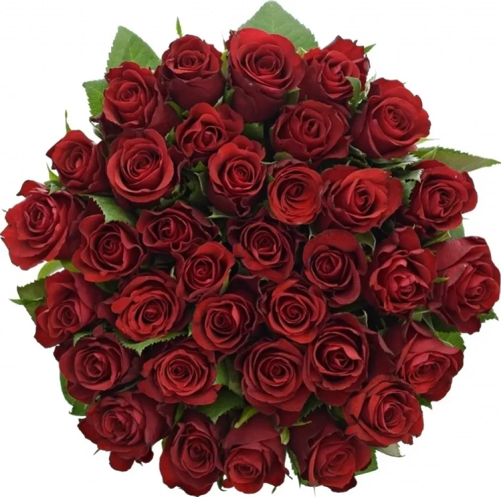 Kytice 35 červených růží SIMPLY RED 50 cm