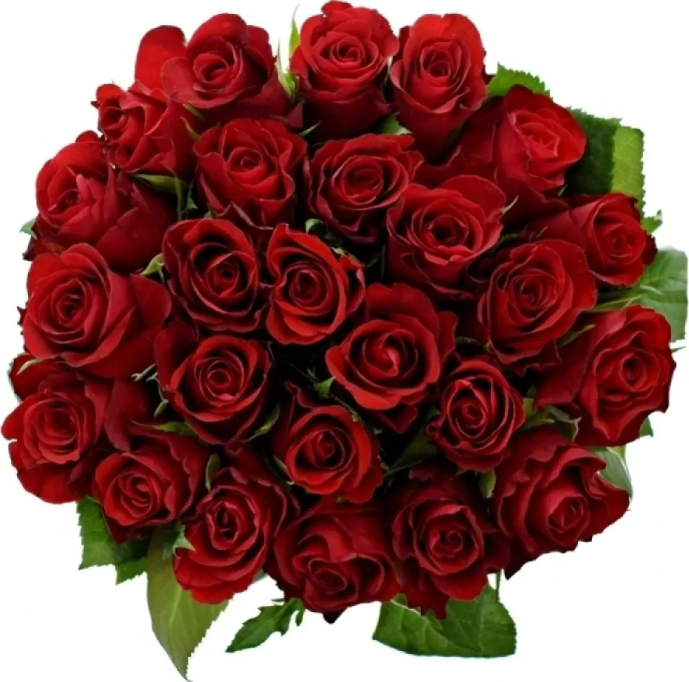 Kytice 25 červených růží SIMPLY RED 50 cm