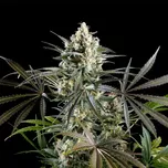 Kannabia Seeds - Amnesia Haze Go Fast 25 ks