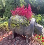 Roto květináč Salsa M, 510x370x500 mm