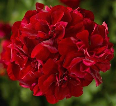 PŘEVISLÉ MUŠKÁTY PLNOKVĚTÉ - 12 ks - TMAVĚ ČERVENÉ - ZAKOŘENĚLÉ MLADÉ ROSTLINY S BALEM