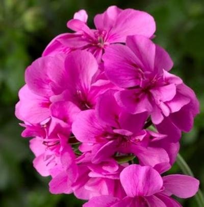 PŘEVISLÉ MUŠKÁTY PLNOKVĚTÉ - 12 ks - RŮŽOVO-FIALOVÉ - ZAKOŘENĚLÉ MLADÉ ROSTLINY S BALEM