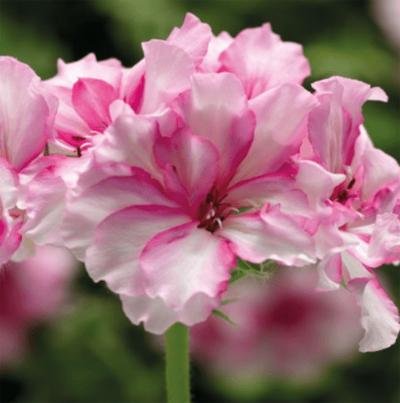 PŘEVISLÉ MUŠKÁTY PLNOKVĚTÉ - 12 ks - ZKADEŘENÉ RŮŽOVĚ ŽÍHANÉ - ZAKOŘENĚLÉ MLADÉ ROSTLINY S BALEM