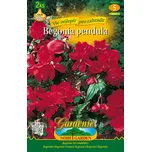 Nohel Garden Begonia Pendula cibule 2 ks