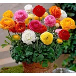 Ranunculus pryskyřník směs 100 ks