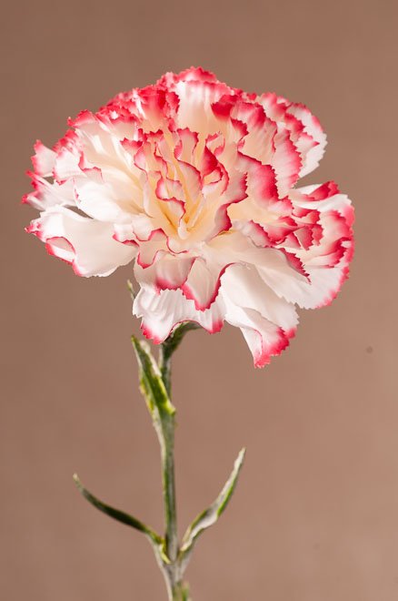 Bilu Ratal Paramit Paramit Umělý karafiát 69 cm růžový/bílý od 90 Kč - Zbozi.cz