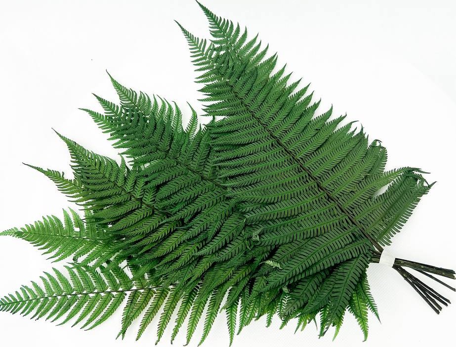 Parchment fern - stabilizovaná kapradina