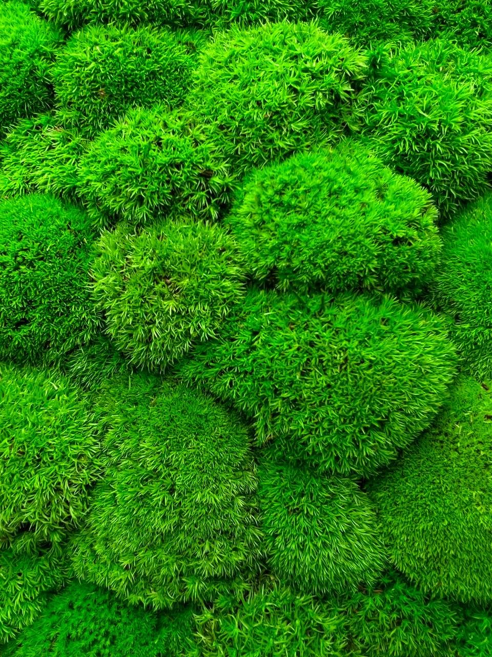 CLEANLIFE Kopečkový mech (ball moss), 1 kg Barva mechu: světle zelený