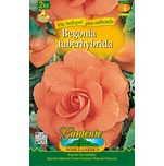 Nohel Garden Begónie velkokvětá…