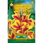 Nohel Garden Dosna Canna Queen…