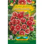 Nohel Garden Dahlia Little Tiger 1 ks