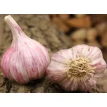 Česnek sadbový Skalka paličák Allium…