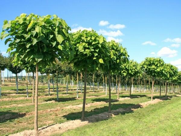 Katalpa trubačovitá 'Nana' - Catalpa bignonioides 'Nana' Kontejner o objemu 30 litrů obvod kmene 12-14 cm