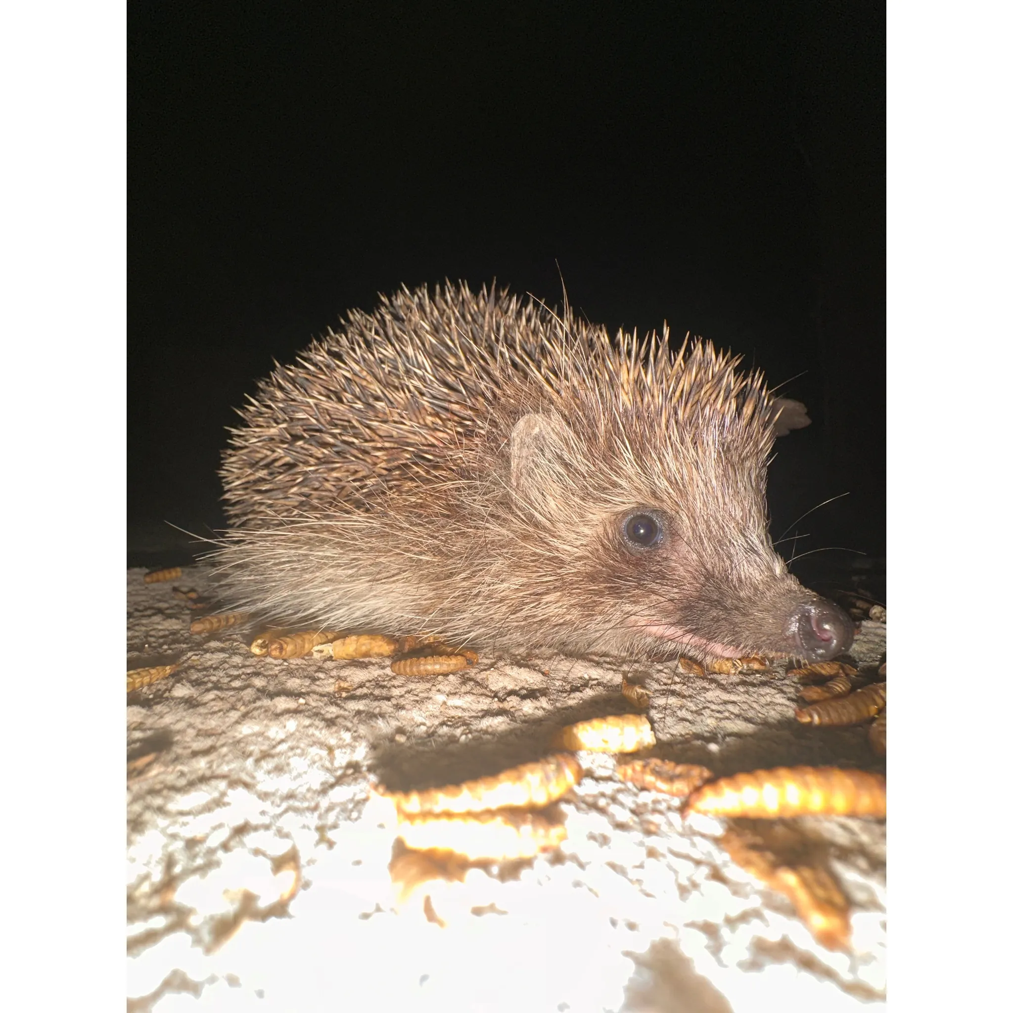 Fotografie 4 - Krmivo pro ptáka UGF Sušení mouční červi 35 g