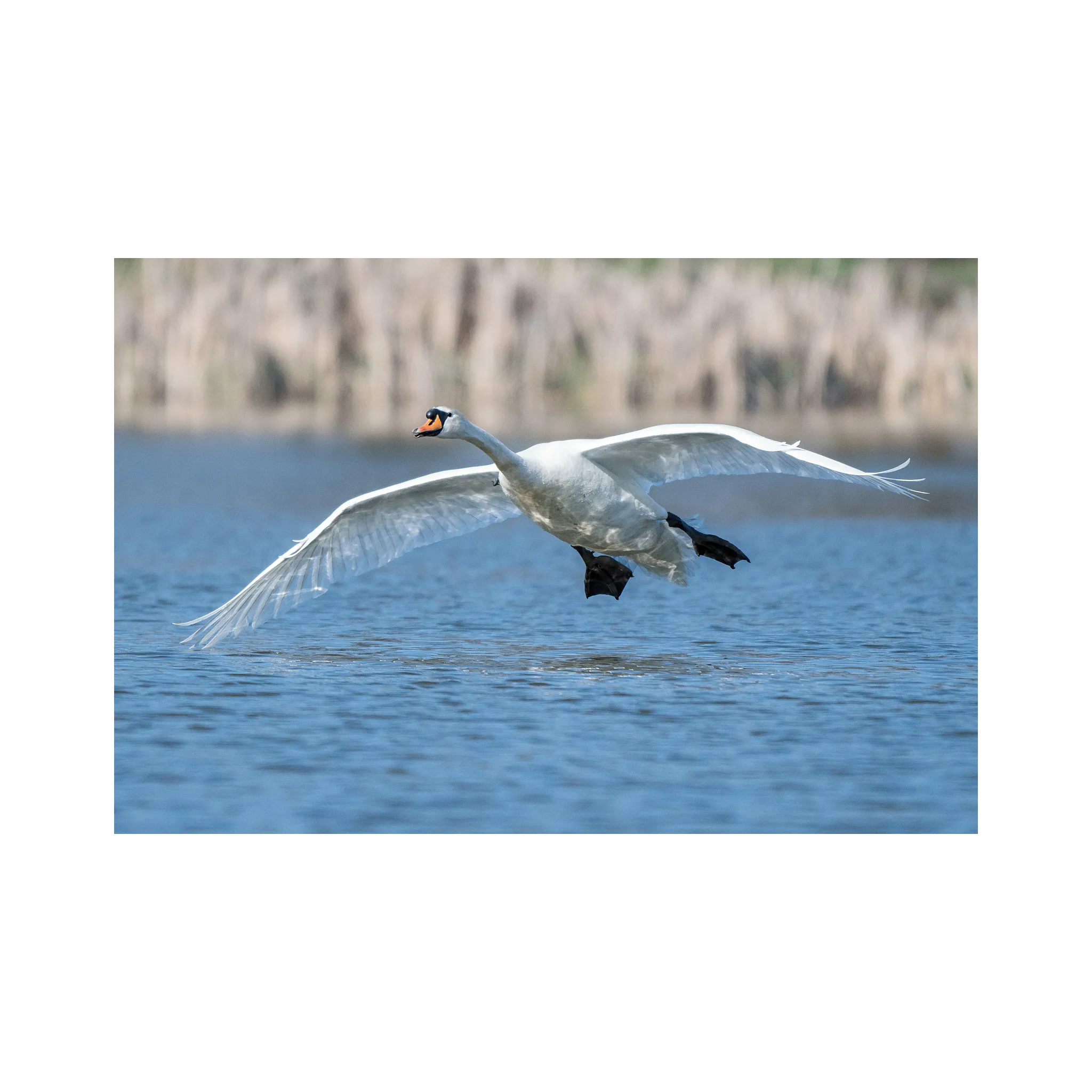 Fotografie 9 - Objektiv Nikon Z 180-600 mm f/5,6-6,3 VR